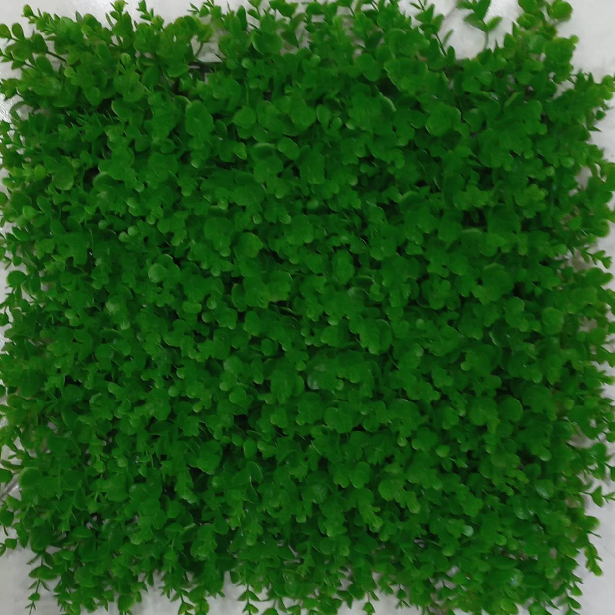 گرین وال شمشاد 50*50 پسکرایه