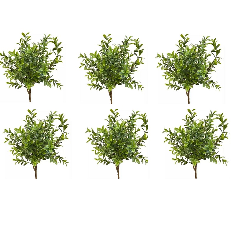 بوته اناری سبز بسته 6 عددی