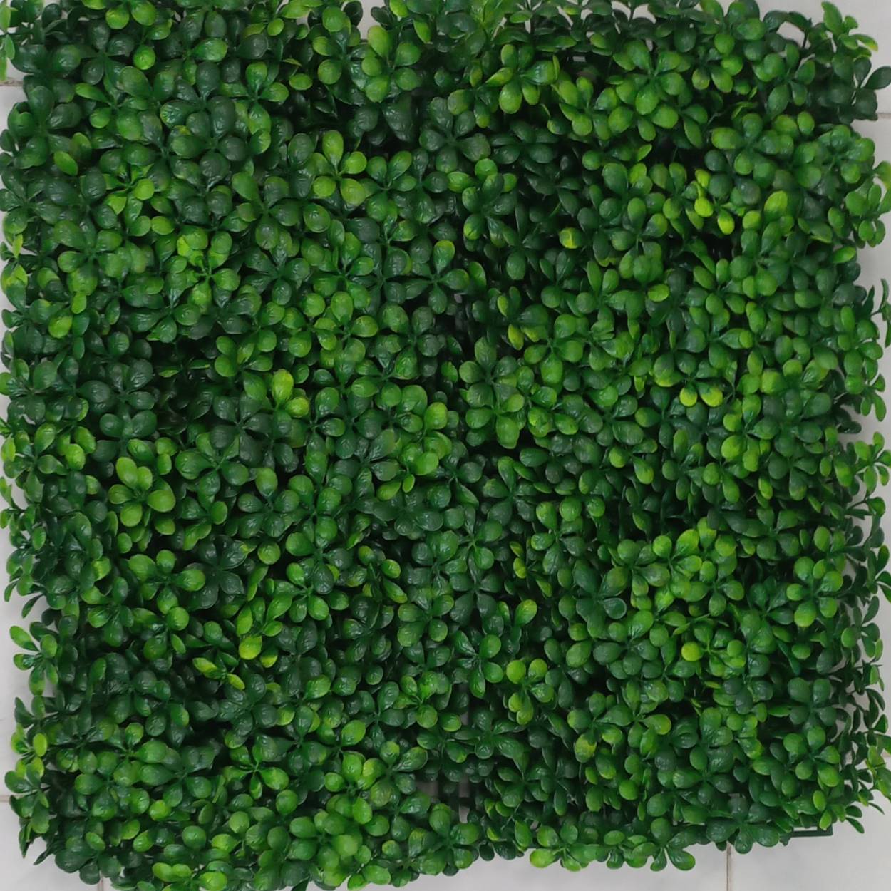 گرین وال شبدر 50*50