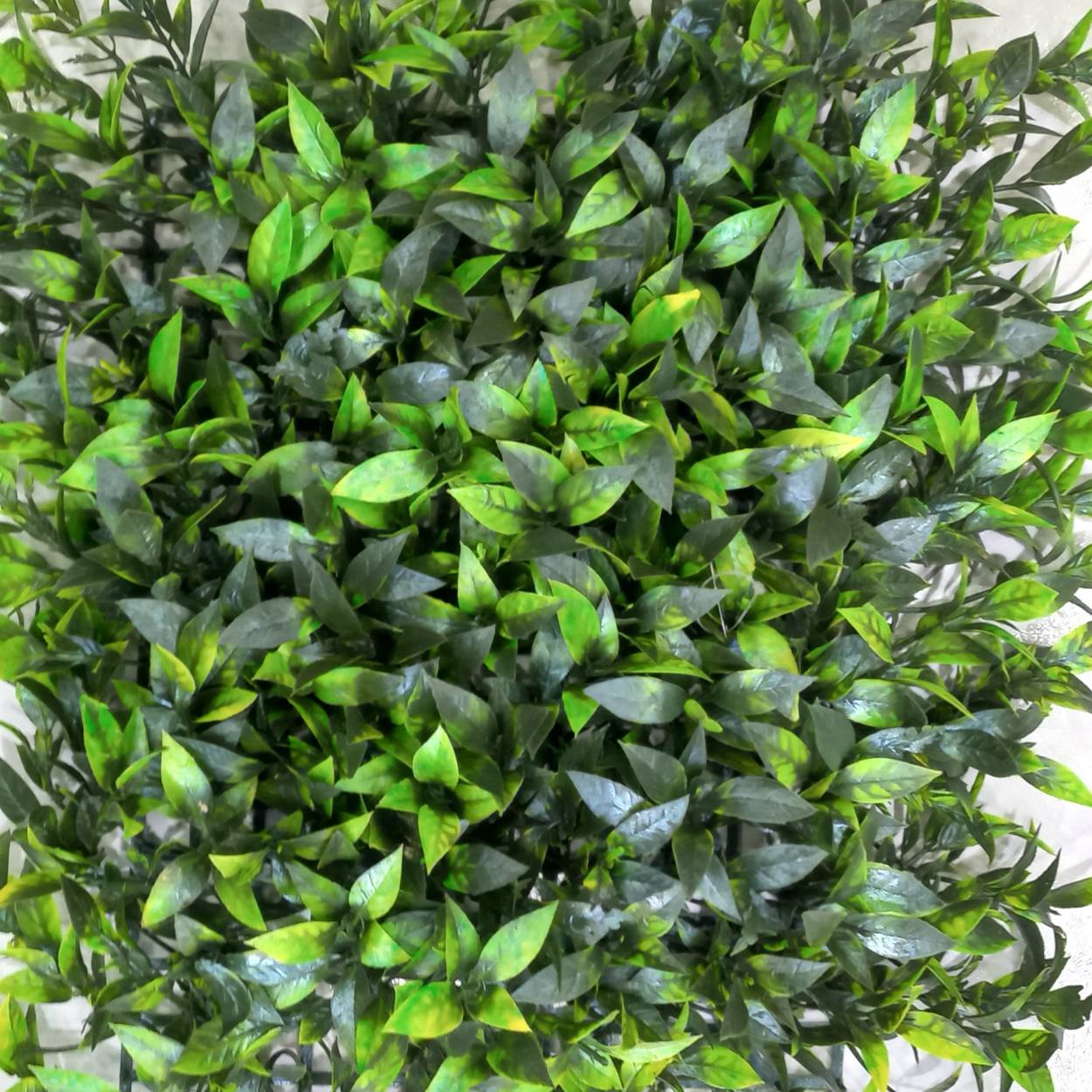 گرین وال نعناع 30*40 پسکرایه