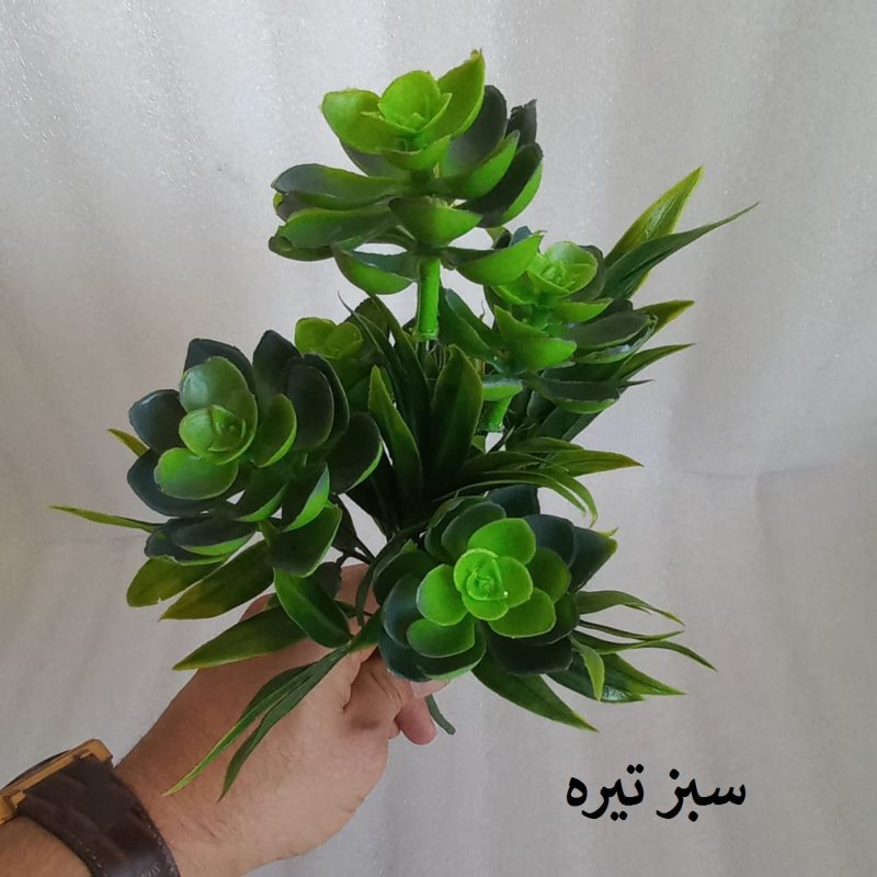 بوته گیاه کاکتوس 4 گل